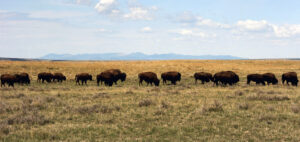 SAMUEL:  The road to restoration of bison hasn't been the easiest to navigate